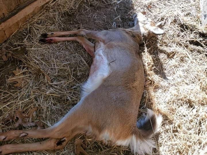 A deer shot near a Hampton Bays wildlife rescue sparked new legislation after safety concerns were raised.