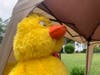 Ducks were the theme of the day.