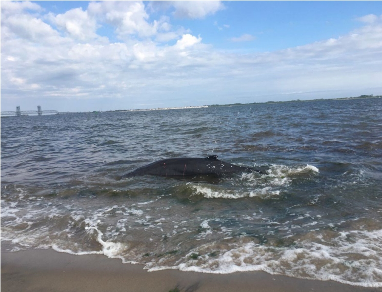 Despite valiant efforts, the rare whale died, experts said.