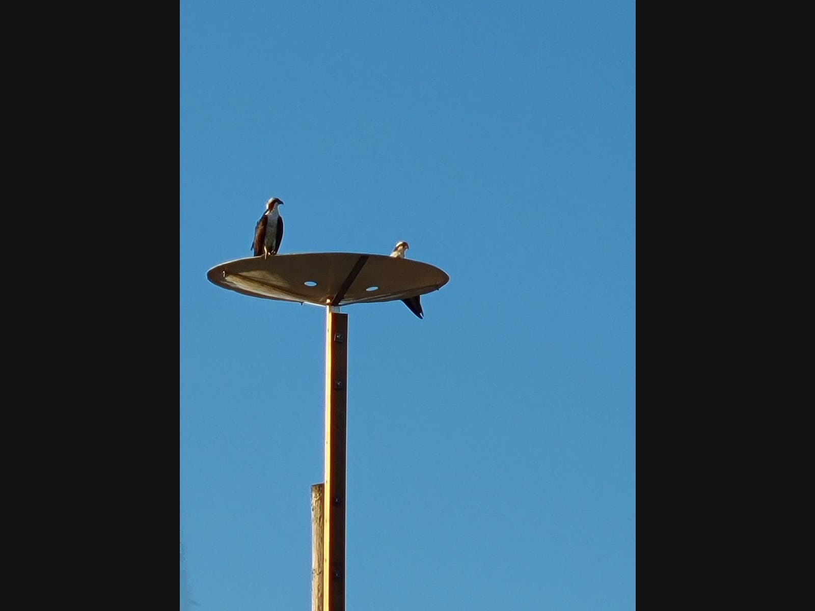 It's a happy ending for osprey in Mattituck after one woman worked tirelessly to help and PSEG Long Island came to the rescue.