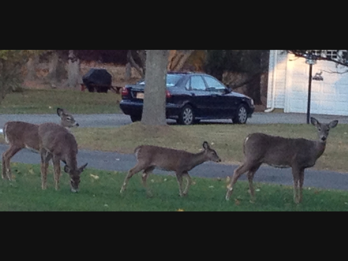 Bbluetongue  is closely related to the Epizootic Hemorrhagic Disease, or EHD, virus and is transmitted in the same way.