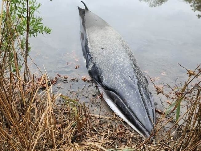 The whale died overnight, officials said.
