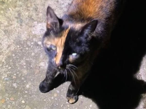 Reese's was found last week after almost 3 months out alone on the road on the North Fork.