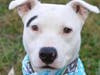 The pups, large and small, will be arriving on the North Fork Saturday.
