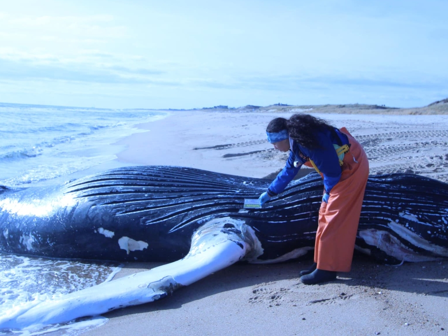 Natural and biological causes are being explored, experts said.