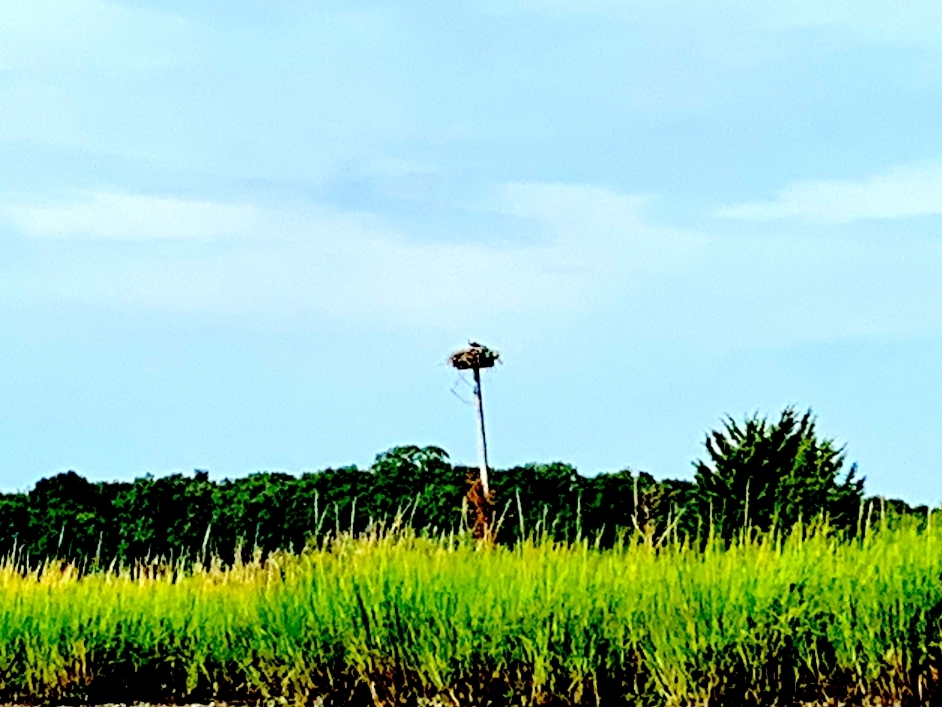 Osprey nests are thriving on the East End, new research indicates.