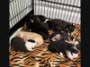 Puppies a'plenty are headed to the North Fork for adoption.
