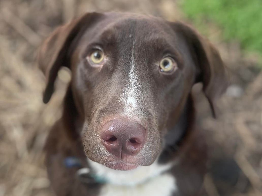 Mathis just needs a home and a family to love him.