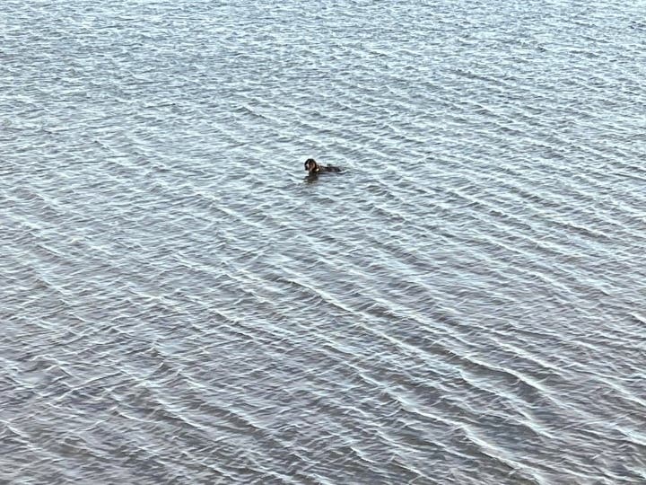 Bella was spotted off the Orient Causeway by Major Bill and Joyce Grigonis.