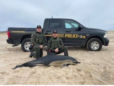 "Assisting biologists to conduct this important research helps ECOs better understand how to help preserve marine life populations," the DEC said.