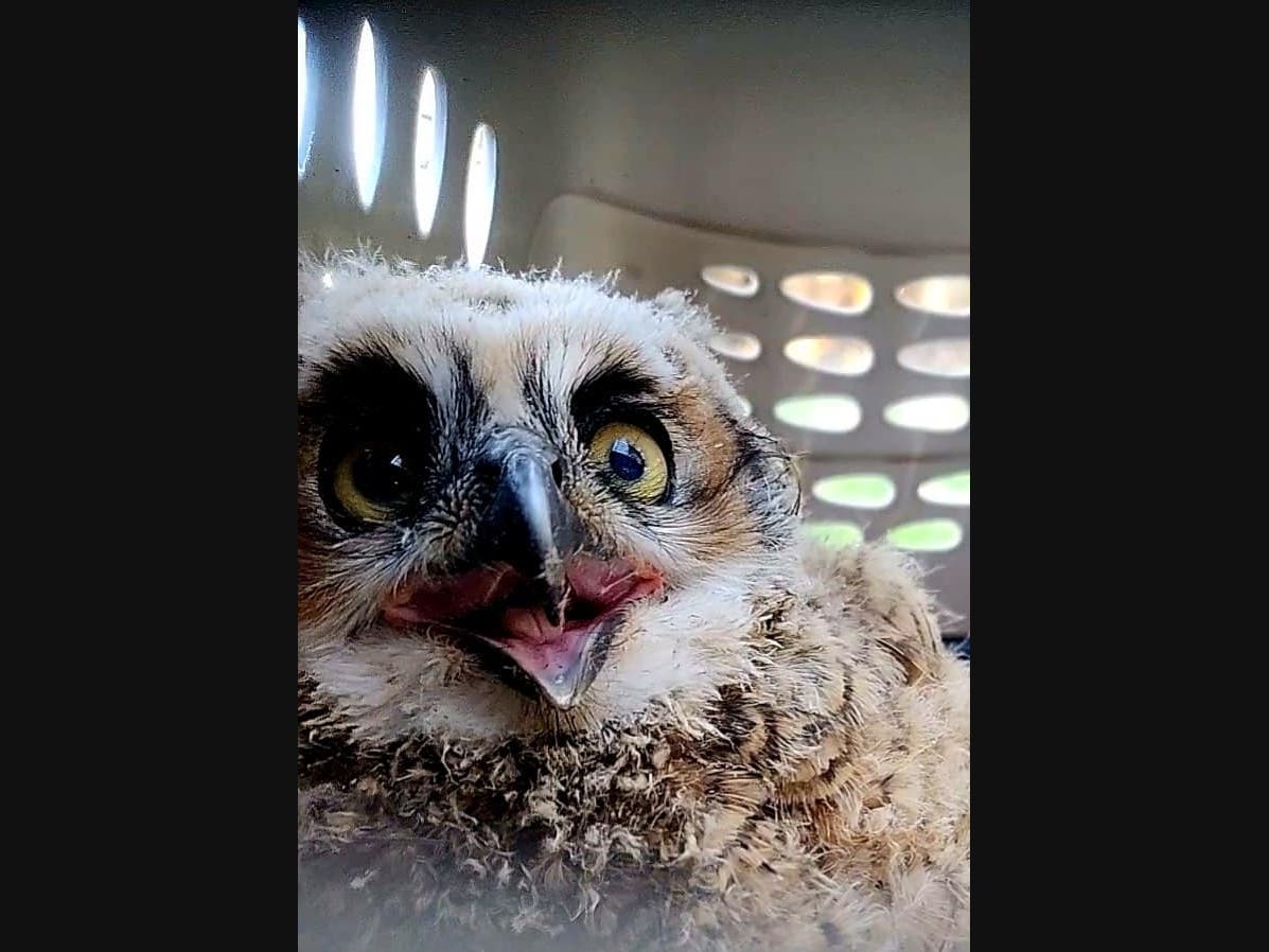 The mama owl watched anxiously as her baby was placed into the new next, rescuers said.