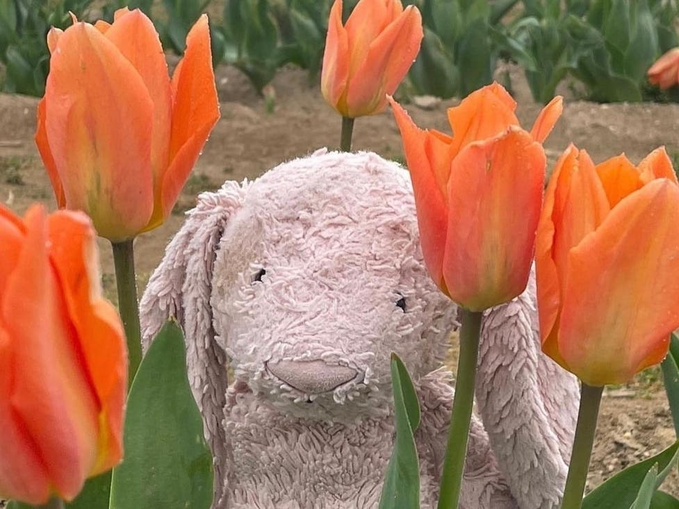 Family at Waterdrinker Farm have documented the bunny's special adventure in photos to share with the little girl who loves him.