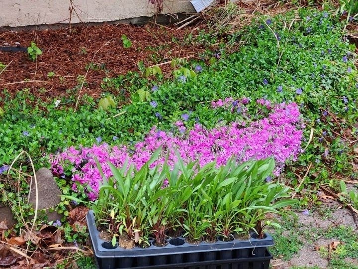 Pollinator plants Tela Troge recovered from under the wheels of an SUV that careened through a Hampton Bays Earth Day celebration.
