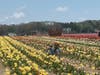 The Waterdrinker Family Farm & Garden's Annual Tulip Festival continues through this weekend.