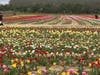 The Waterdrinker Family Farm & Garden's Annual Tulip Festival continues through this weekend.