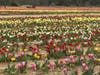 The Waterdrinker Family Farm & Garden's Annual Tulip Festival continues through this weekend.