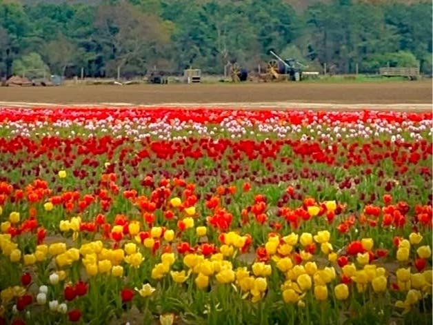 https://patch.com/img/cdn20/users/1296254/20230503/084309/styles/patch_image/public/tulipfestival___03195532488.jpg
