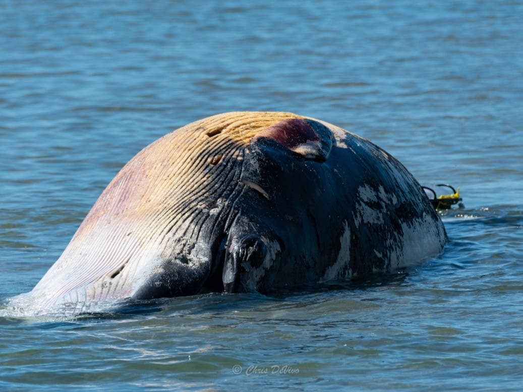 The whale was badly decomposed, experts said.