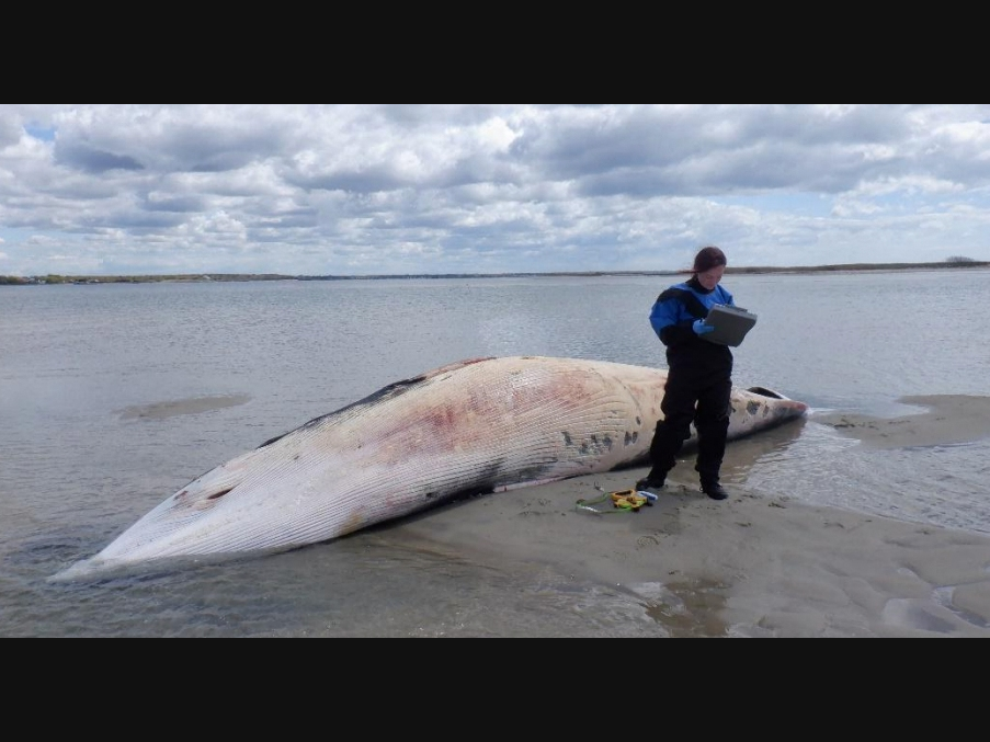 The 24-foot whale washed ashore at Cutchogue Beach County Park, officials said.