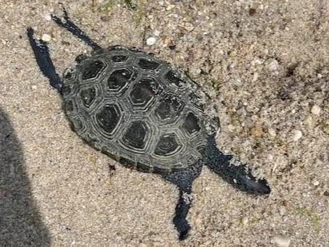 The 7 drowned turtles were found on a Southold beach.