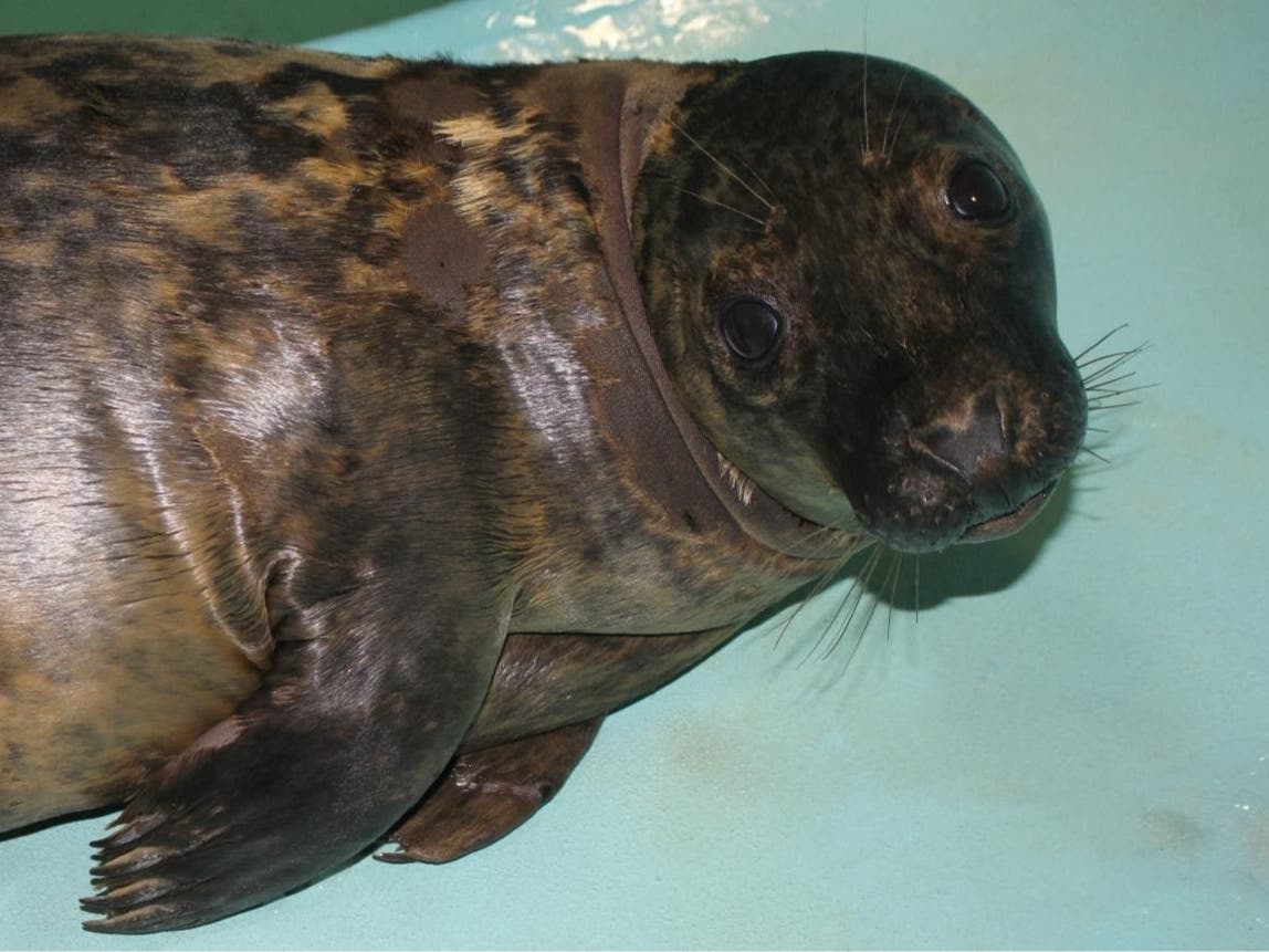 Whopper is a male, grey seal pup, about 4 to 6 months old.