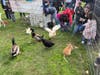 Bunnies, goats and ducks delighted children at the fair.