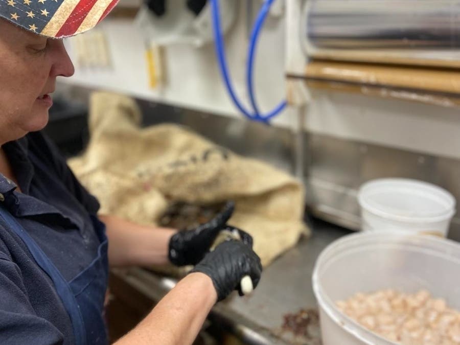 Yes, there are scallops to be had this season on the North Fork.