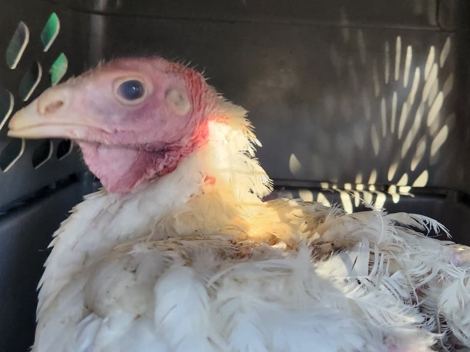 Humane Long Island is making having a cruelty-free Thanksgiving easy by distributing 1,000 servings of plant-based roasts at Community Solidarity's food shares,  animal advocates said.