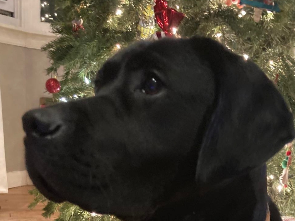 All Gigi's heartbroken family wants is their beloved dog back home for Christmas — no questions asked.