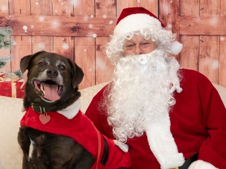 Fynn needs a forever home for the holidays.