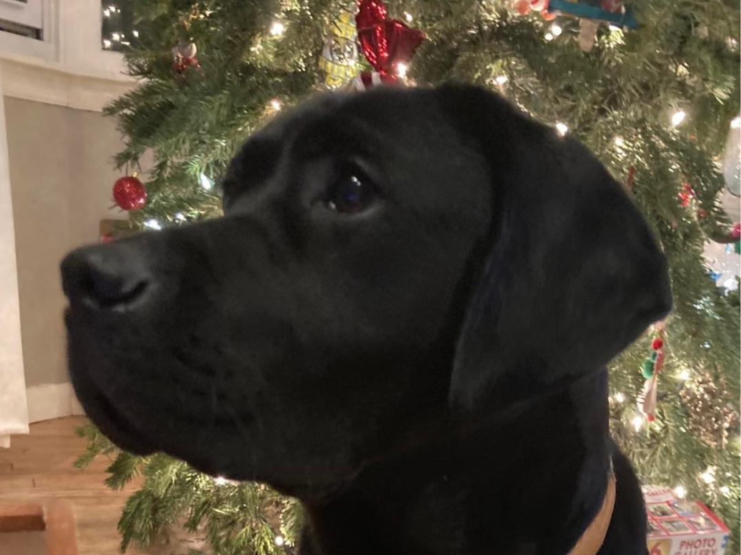 Have you seen Gigi? Here's how to get her home.