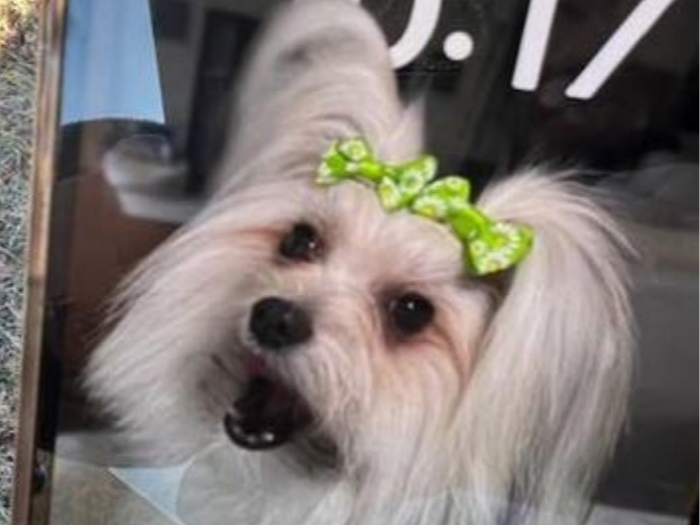 Juva, lost after a Hampton Bays crash, is not wearing a collar, police said.