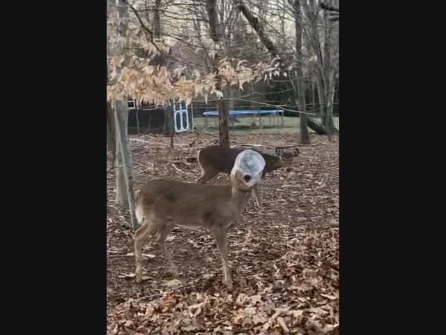 DEER CONTAINER main image 0