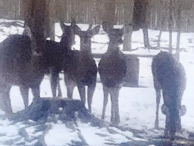 The happy doe is back with her pack after a dramatic rescue.