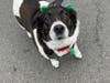 The 18th Annual Cutchogue St. Patrick's Day Parade delighted a crowd on Saturday.
