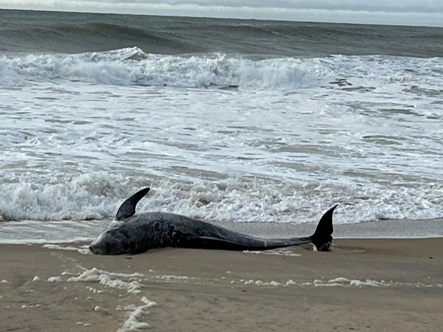 The dolphin was found on Sunday at Georgica Beach, experts said.