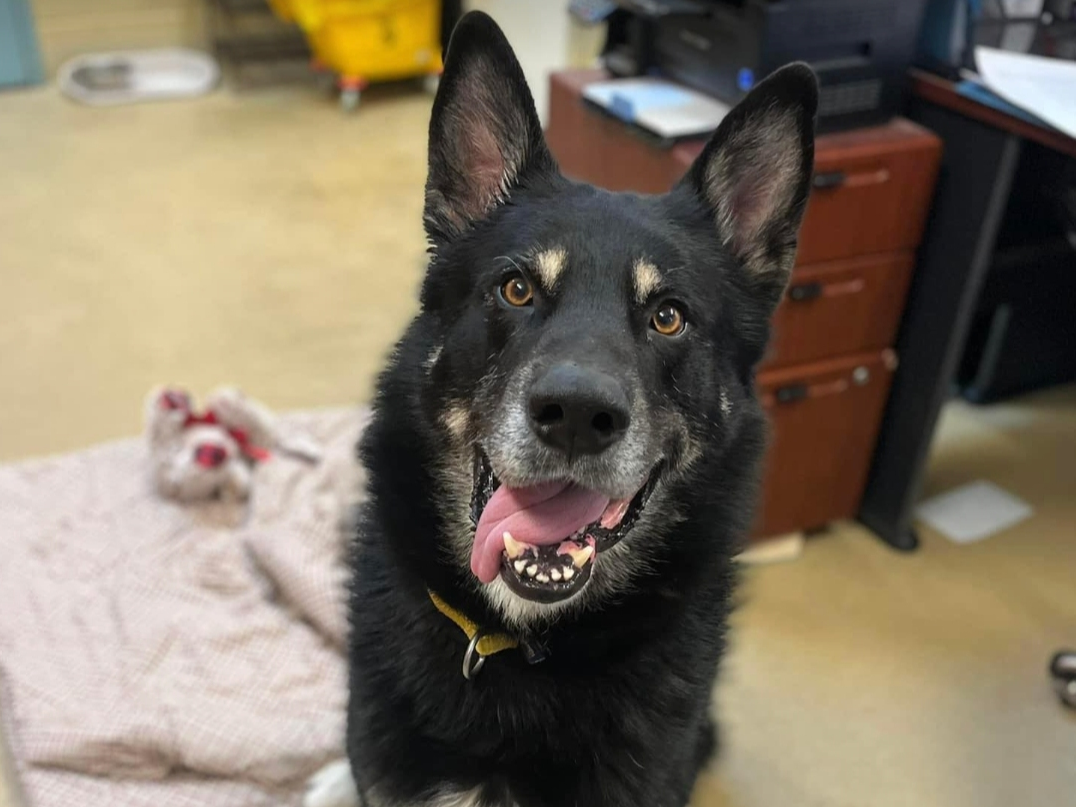 "He's wonderful, gentle and sweet — and loves everything."