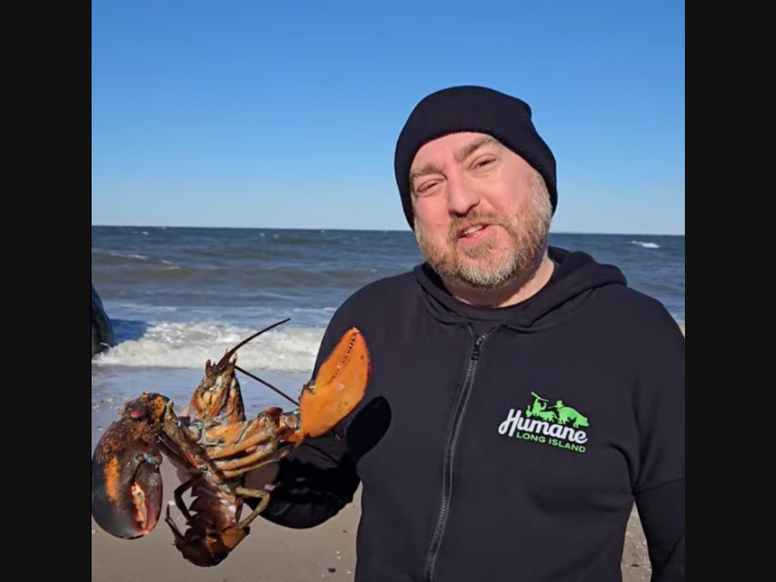 The lobster, donated by a Westchester woman, was set free into the Long Island Sound.