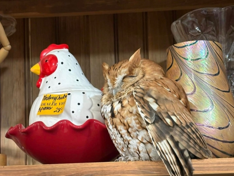The sleepy owl caused quite a stir at the store.