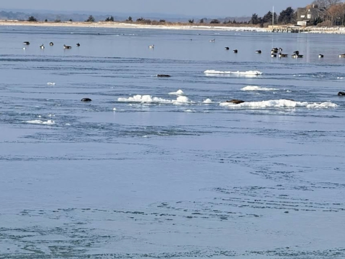 Deceased geese were seen out on the ice in the Peconic Bay, a woman reported in recent weeks.