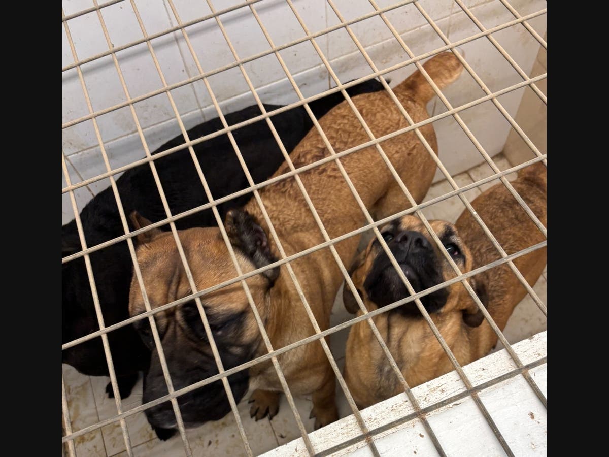 He is facing animal neglect charges, the DA said.