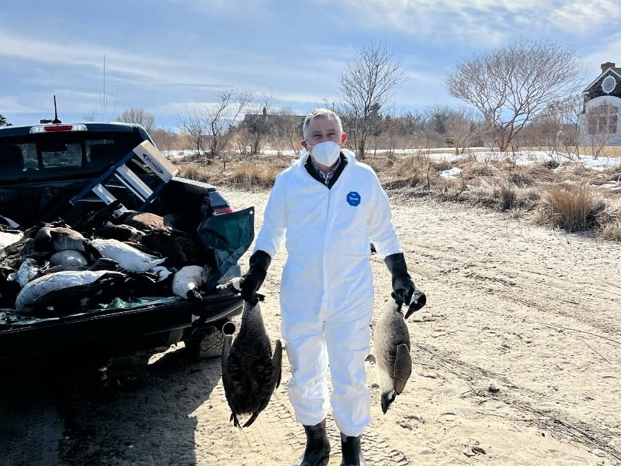 More than 600 deceased geese were found around Georgica Pond in East Hampton.