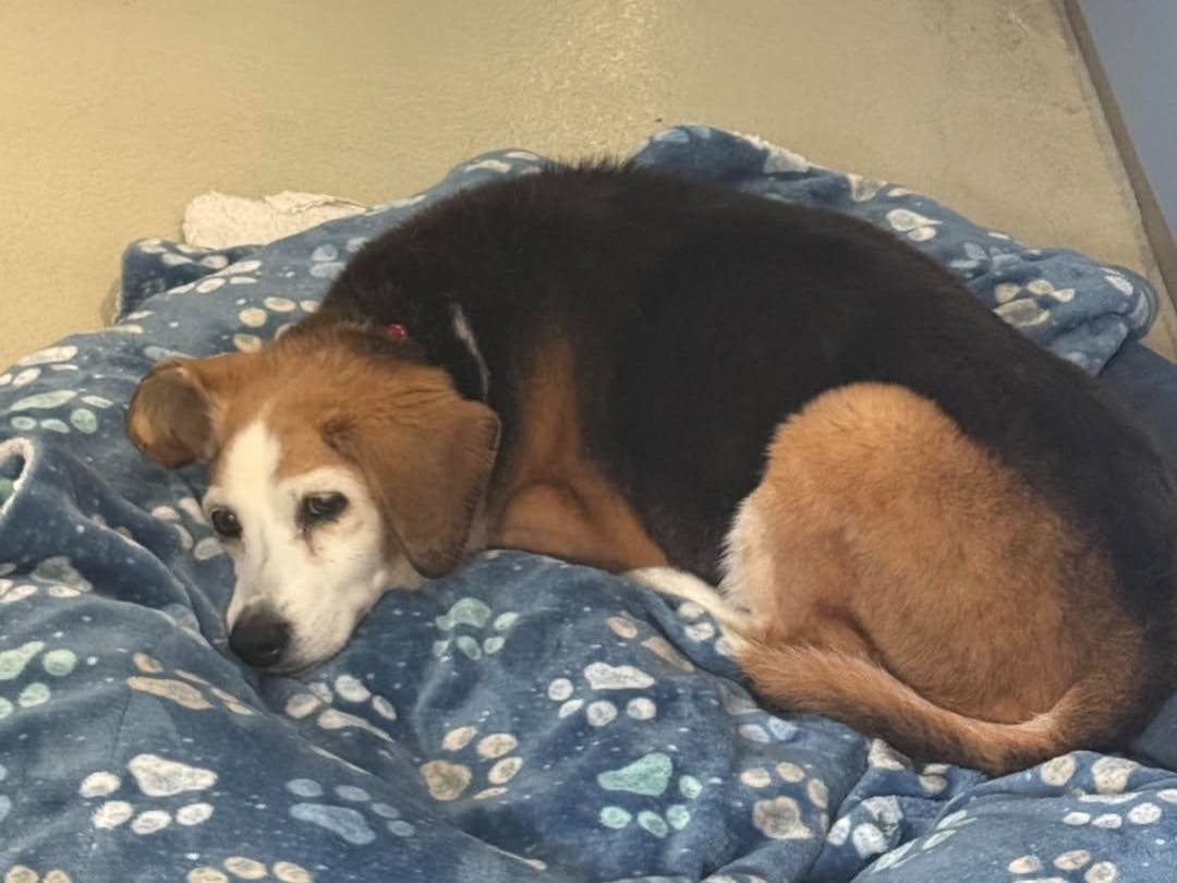 Molly is hoping for a new home after her owner was evicted and didn't want her to live in a car.