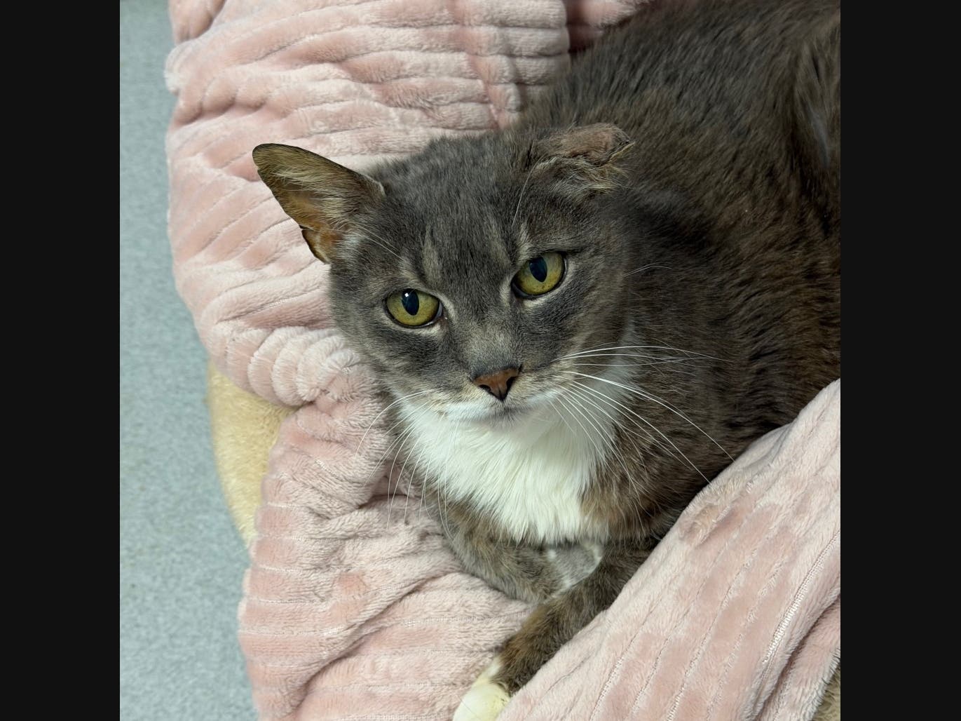 Sterling was left alone in an empty house when his family moved away, the Southampton Animal Shelter Foundation said.