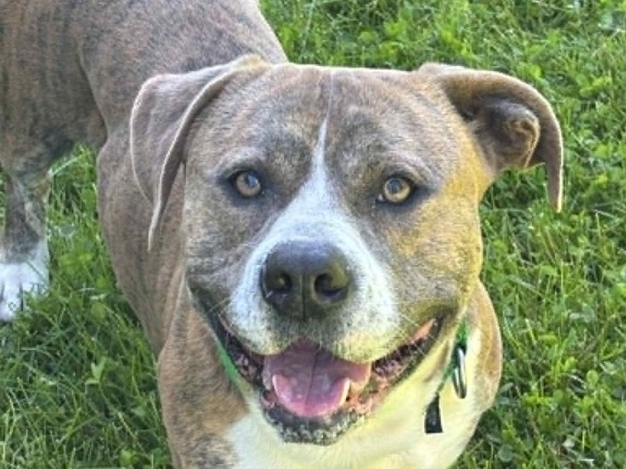 'Hot Dog,' Stray Pup With 'Cutest Smile,' Waiting For Forever Home