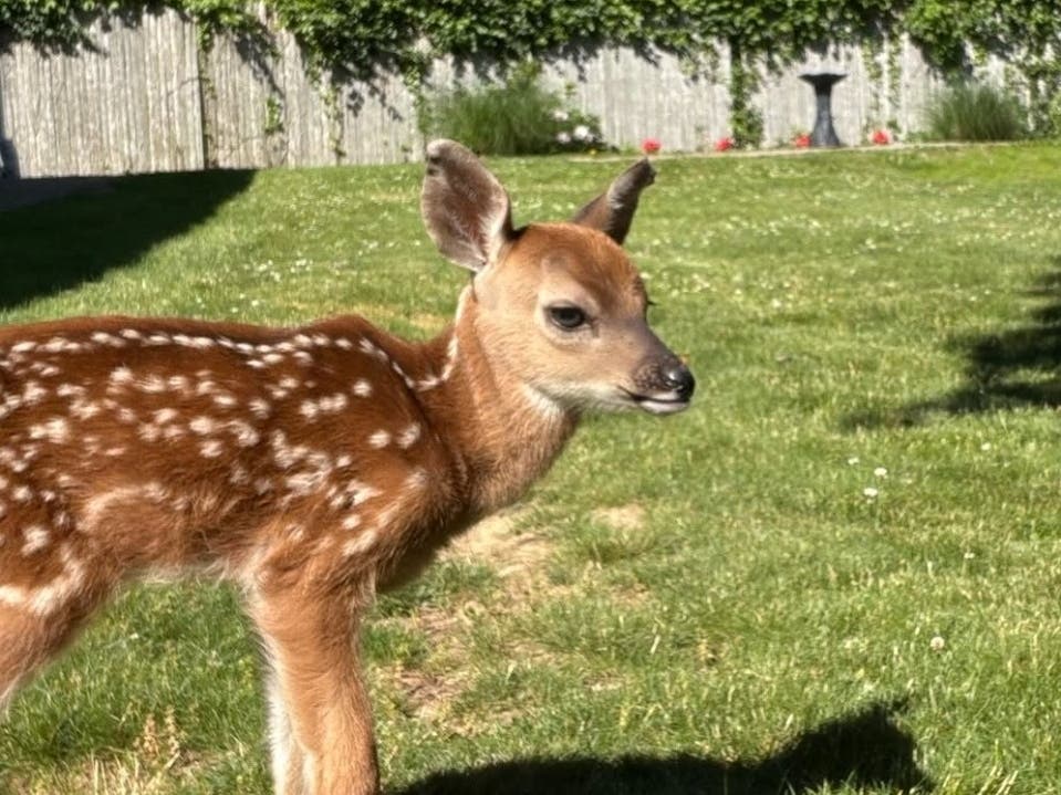 Baby Deer Rescued By Southold Town Public Safety Dispatcher, Honored For 'Compassion, Willingness To Step In'