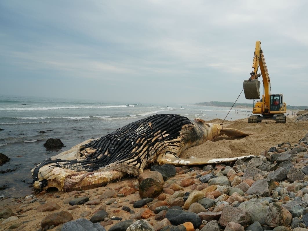 'No Cause Of Mortality Yet' For 42-Foot Humpback Whale Found Deceased On Montauk Beach