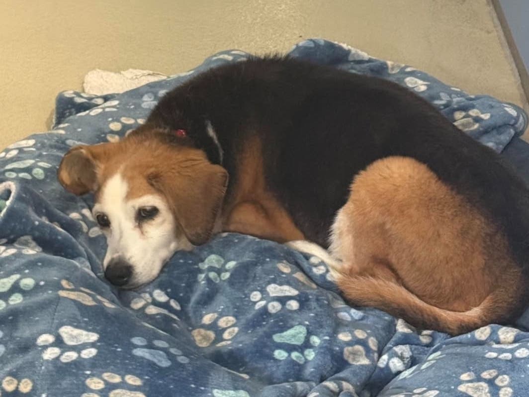 After a story posted on Patch about Molly's plight garnered scores of responses, Molly found her forever home, the North Fork Animal Welfare League said.