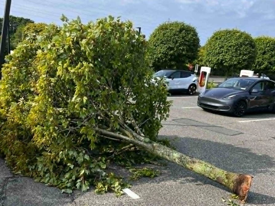A tree in a Hampton Bays parking lot Sunday morning.