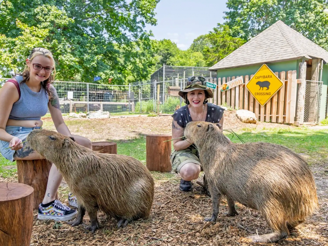 "Capybaras have become international celebrities because of their gentle personalities and amazing ability to connect with people."